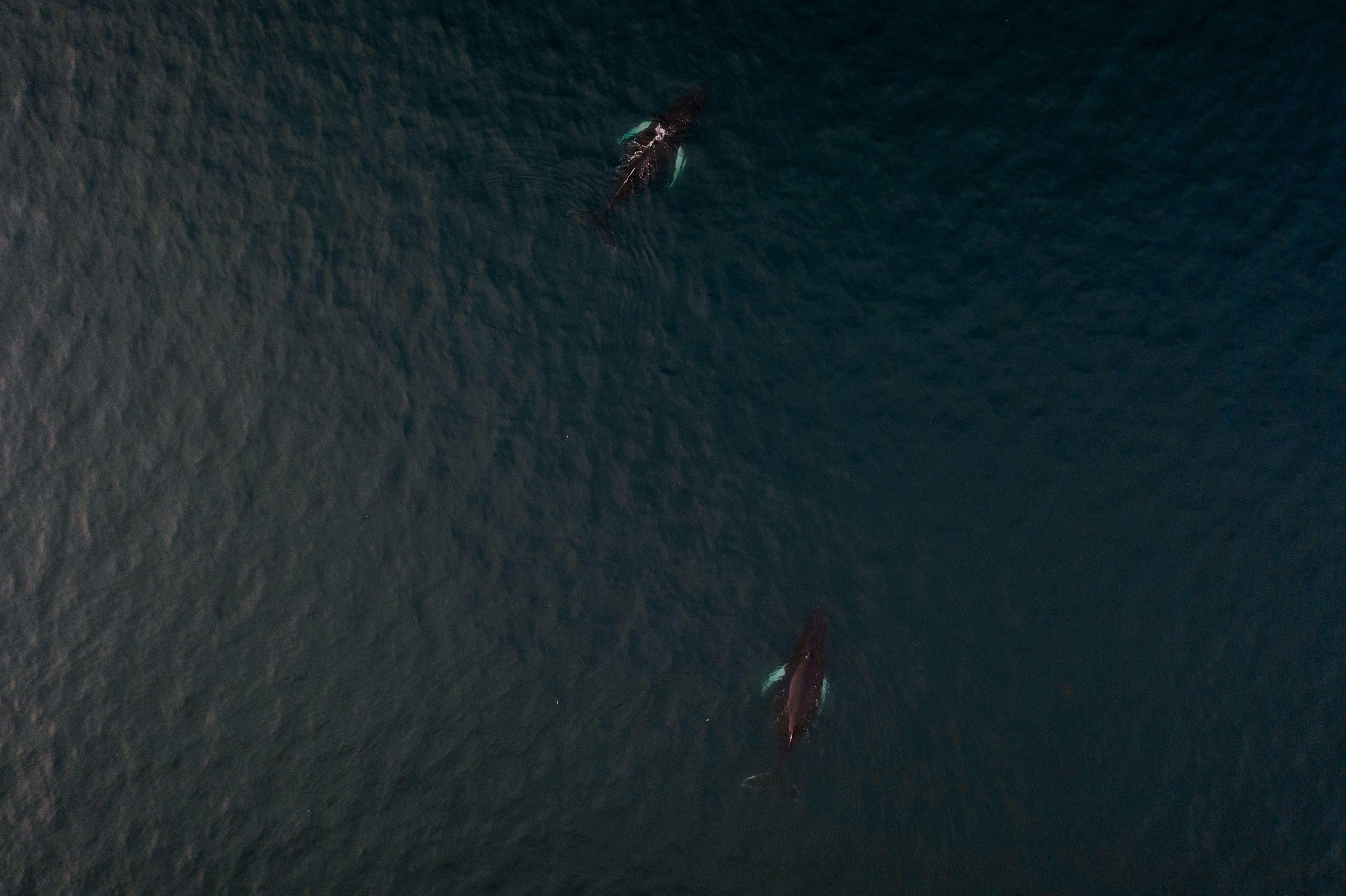 Drone shot capturing two humpback whales swimming in dark ocean waters.