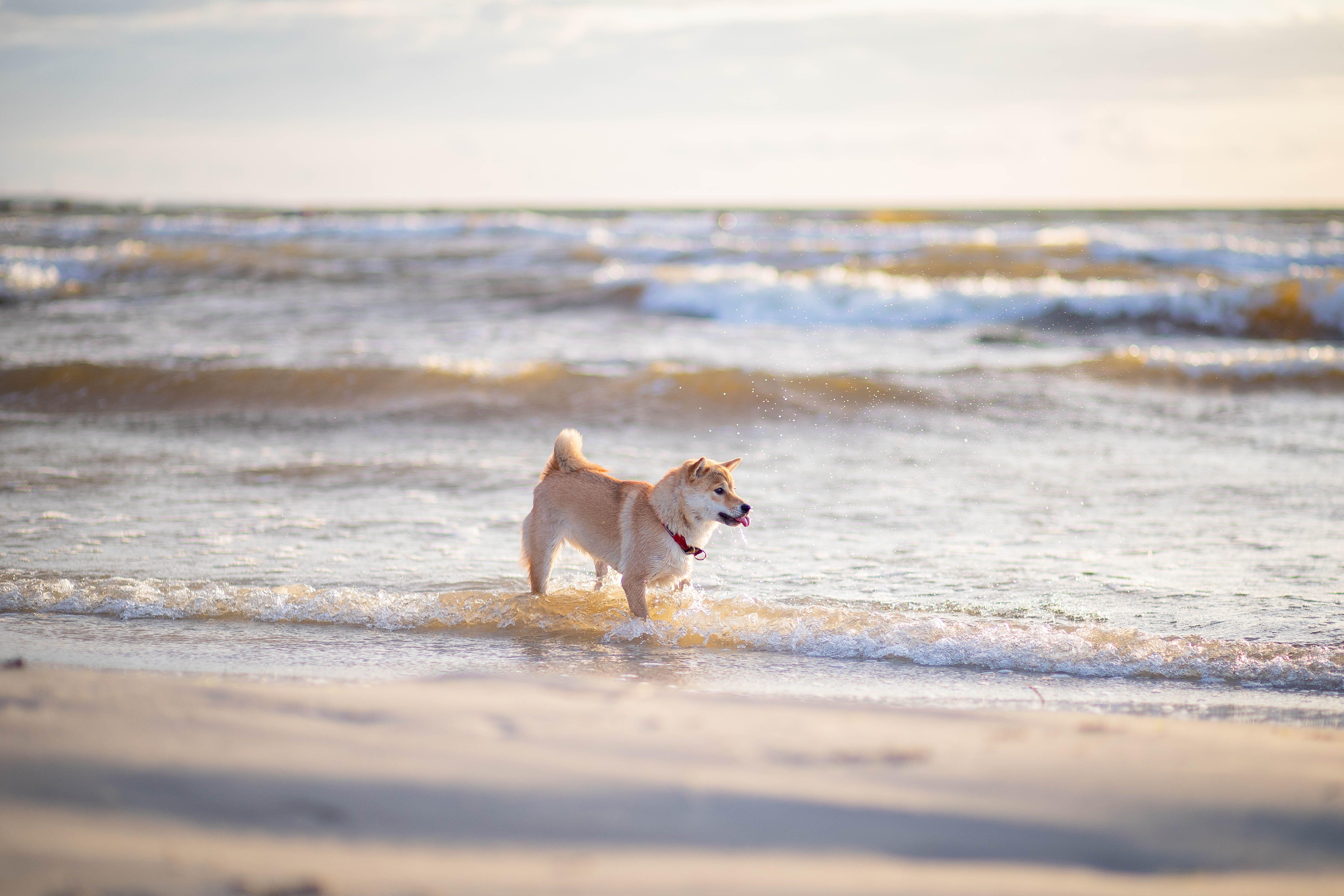 A Shiba Inu dog joyfully playing in the waves on a sunny beach.