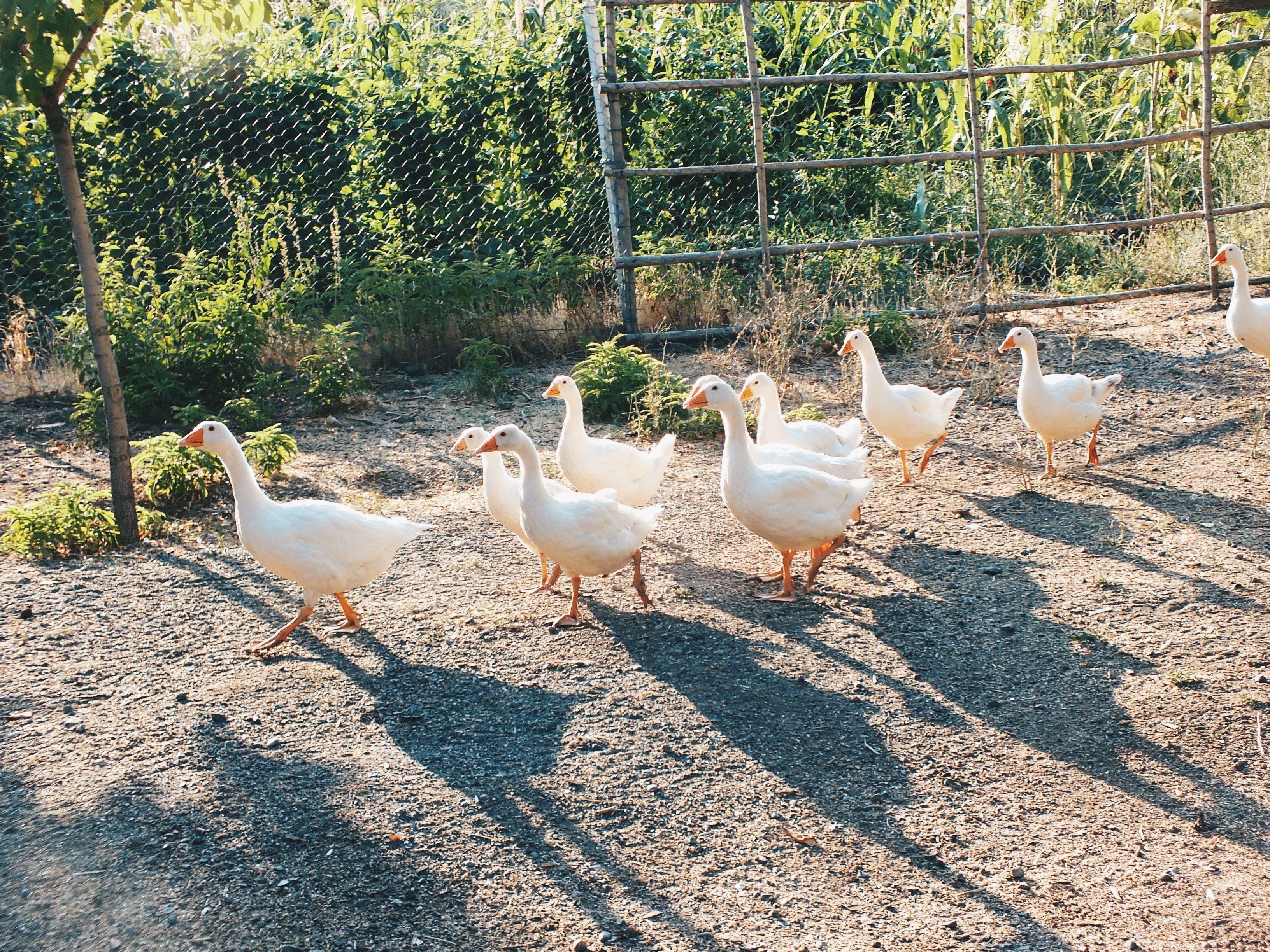 A group of white geese walking in a line outdoors on a sunny day. Perfect for nature and wildlife themes.