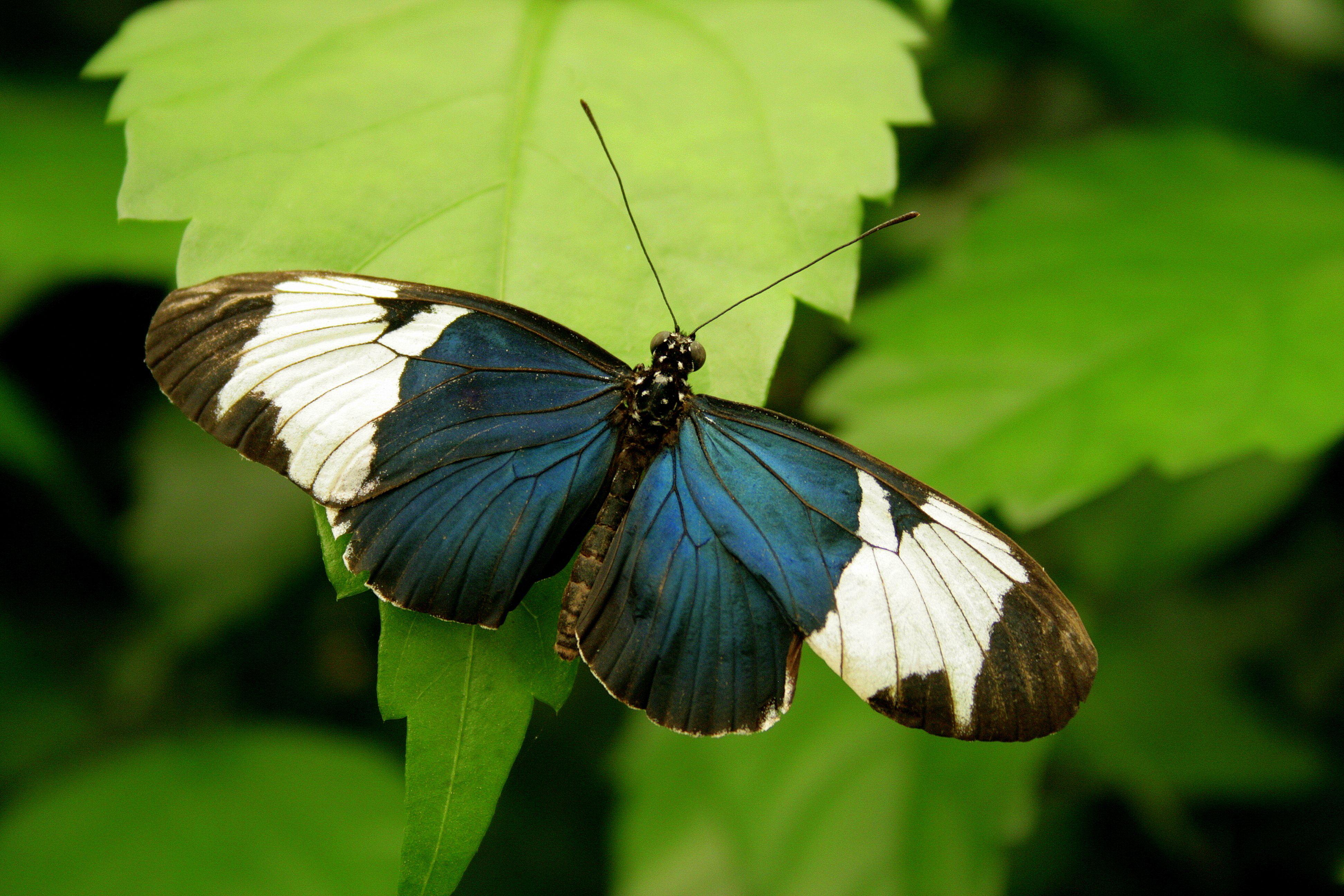 Close-up of a Sara Longwing butterfly with vibrant colors perched on a green leaf.