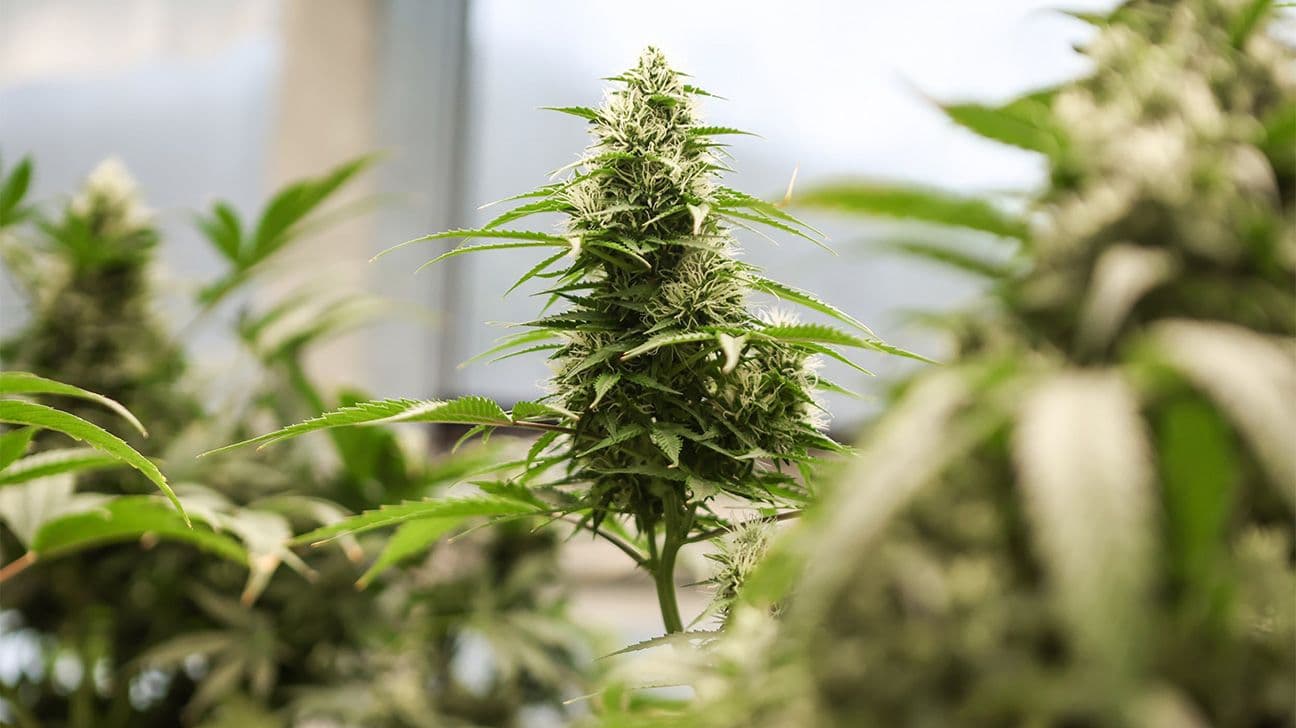 Trump Reclassifies State-Licensed Medical Cannabis, but It’s Not Legal Just Yet
