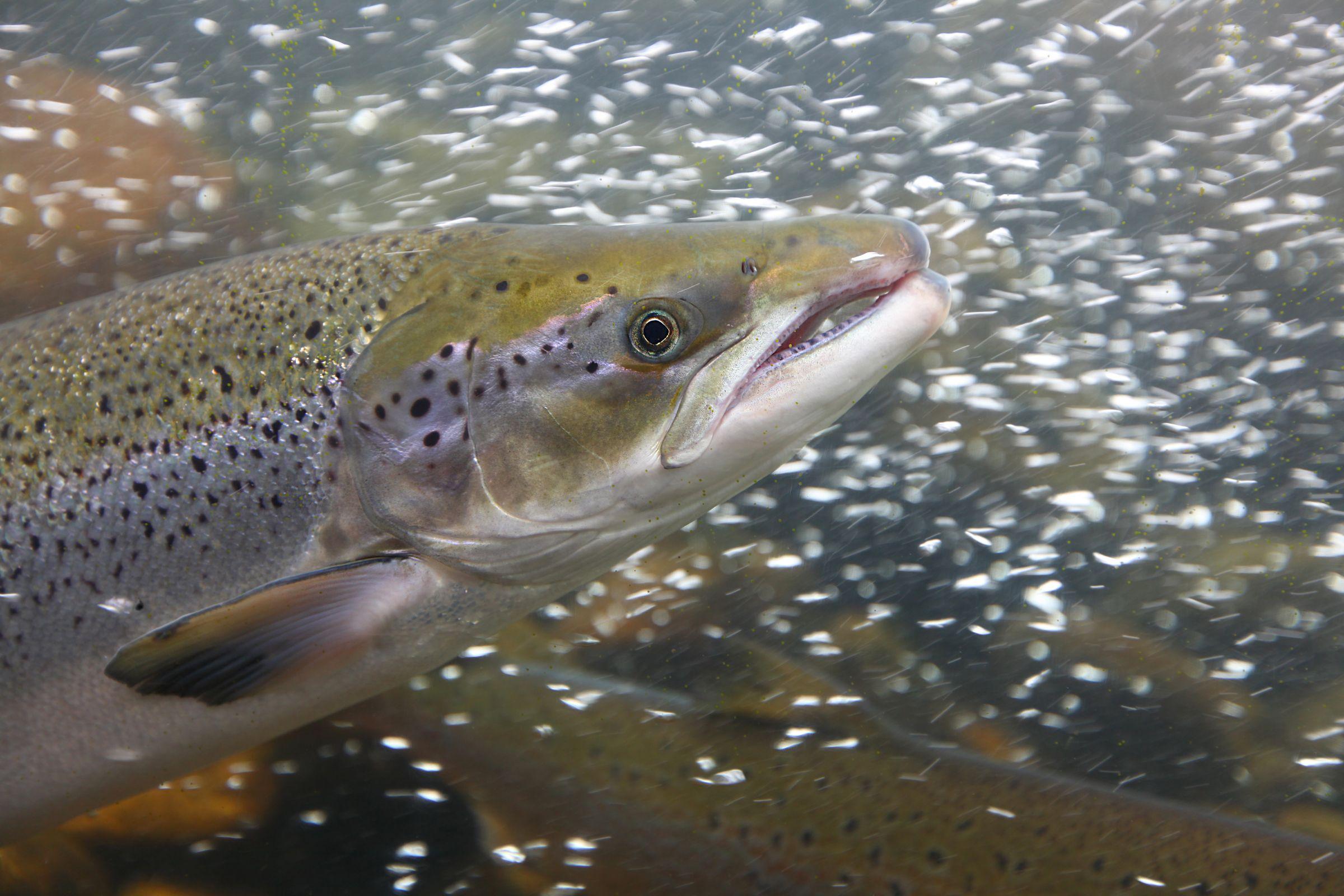 Scientists Gave Cocaine to Salmon and You Will Absolutely Believe What Happened Next