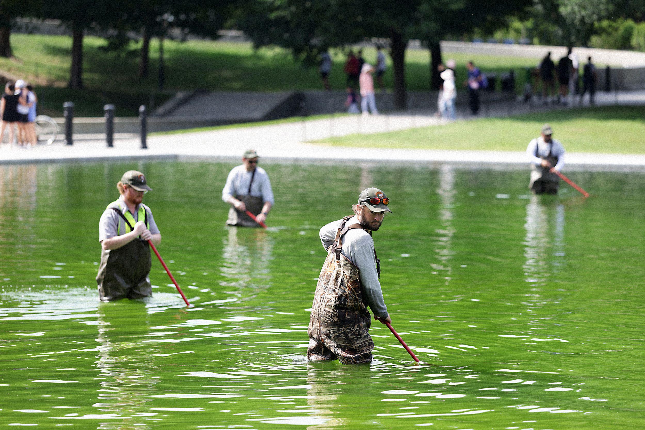 Why the Reflecting Pool Is Full of Algae After Trump's Renovation