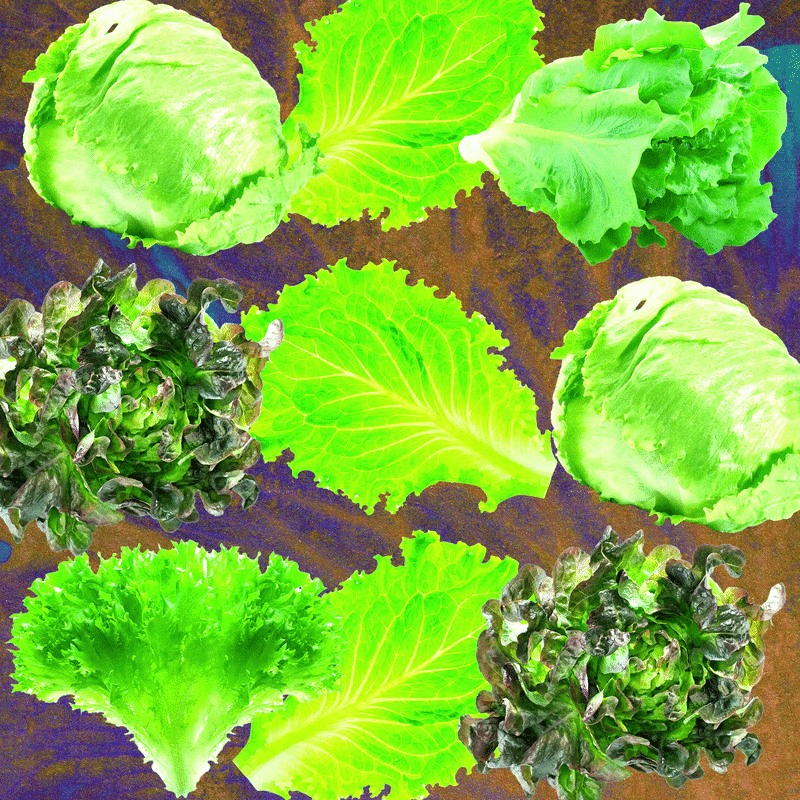 Why Lettuce Is Always Making People Sick