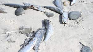 Scientists probe if herpes virus is killing sardines off South Africa