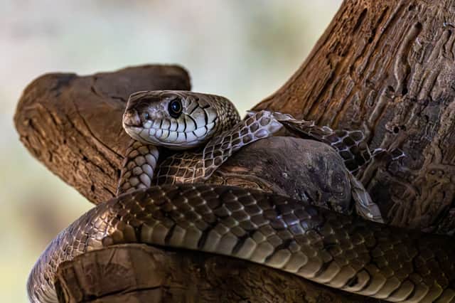 A detailed shot of a snake coiled on a tree, showcasing its scales and intense gaze.