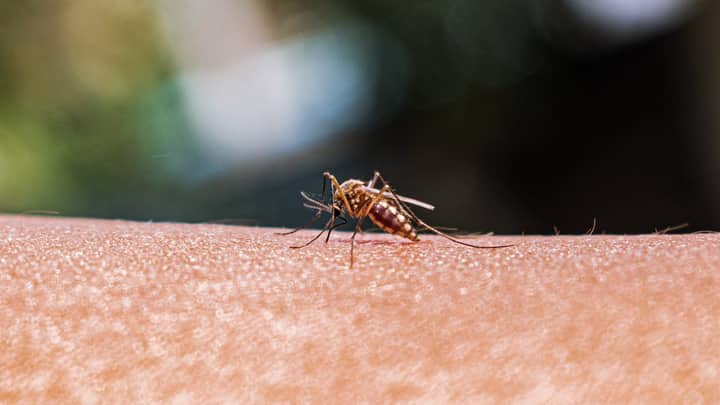 As mosquito ranges expand, better monitoring is key to preventing disease