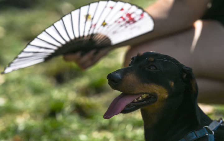 They call it stupid hot for a reason: Heat muddles animal brains