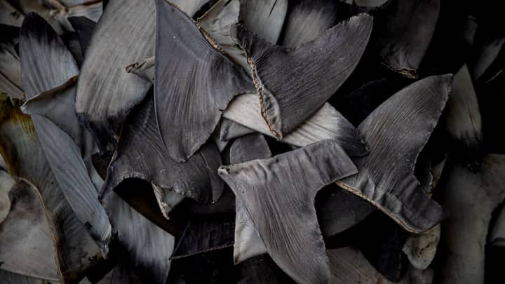 China’s shark finning could lead to US seafood sanctions