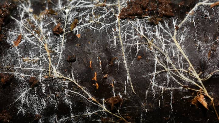 Threads of underground fungal networks are long enough to reach beyond the Solar System