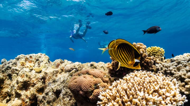 As global warming threatens corals, scientists search for reefs that can take the heat