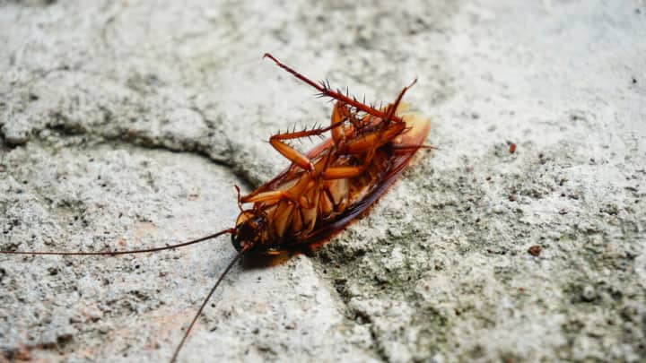 Cockroaches scurry around with thousands of pieces of bacterial genomes