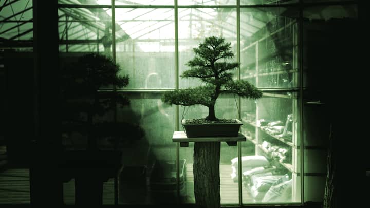 Meet Bonsai: The First 27B AI Model That Fits on Your Phone