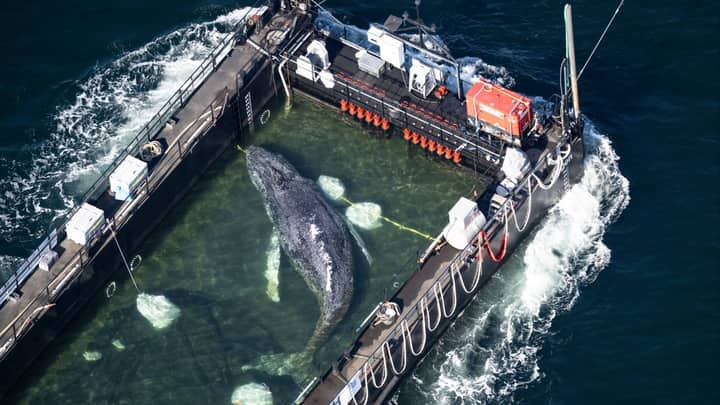 Humpback whale ‘Timmy’ released in North Sea after weeks stranded off Germany