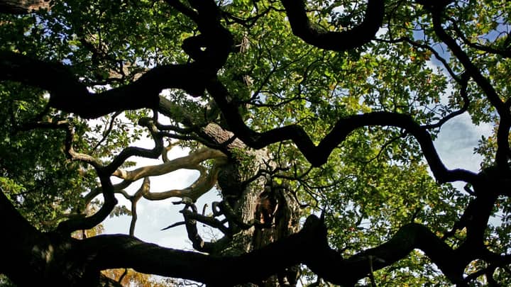 1,200-year-old Sherwood Forest tree, linked to Robin Hood legend, is dead