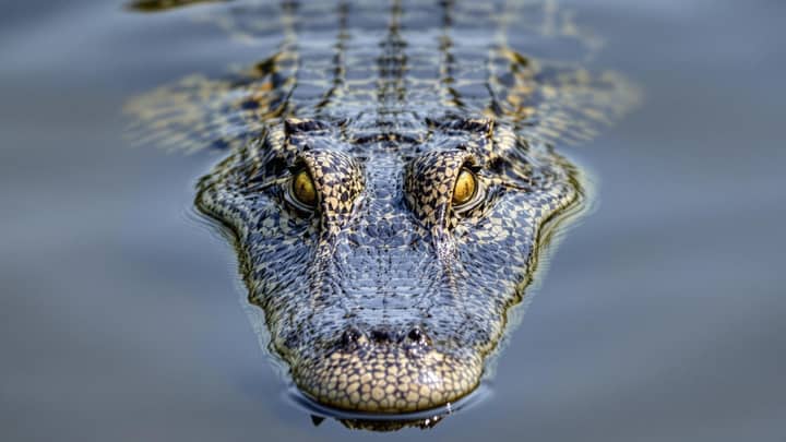 Man arrested for attempted murder after toddler ends up in crocodile enclosure at UK zoo