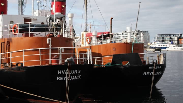 Iceland resumes whale hunt amid protest