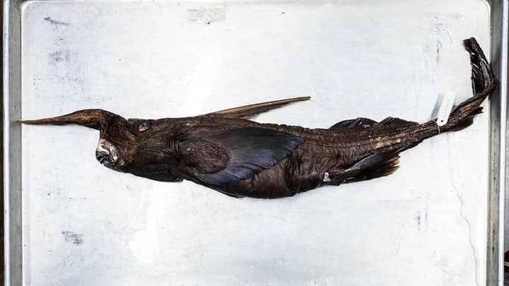 New ghost shark species may have been found in Costa Rica