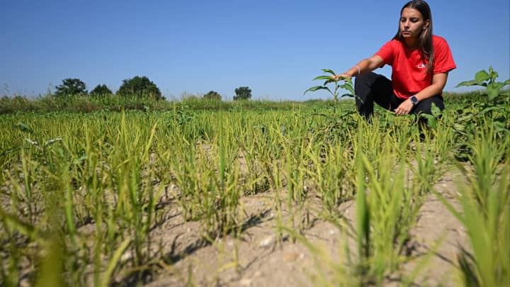 Italian rice crops suffer in drought, worst European heatwave ever