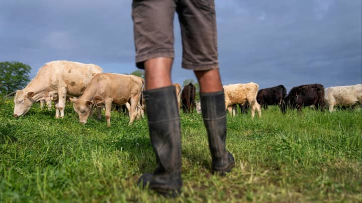 USDA lowers reported beef export sales by 90% amid growing doubts over data