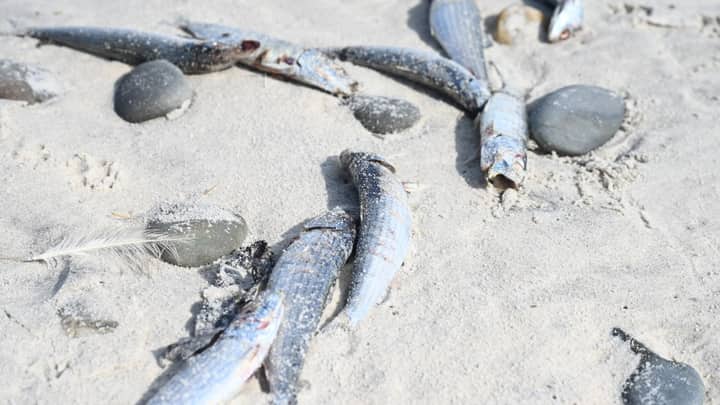 Scientists probe if herpes virus is killing sardines off South Africa