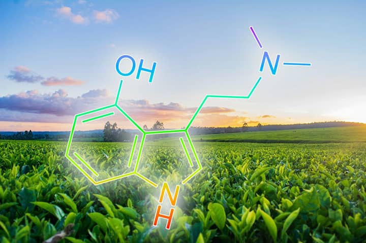 Researchers Discover How to Add Psilocybin, DMT, and Other Psychedelics to Tobacco