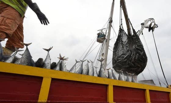 Global fish production hits new high, but climate threats loom