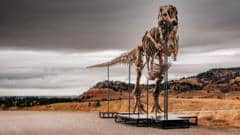 T. rex could become most expensive fossil ever - but it's a ​problem for scientists