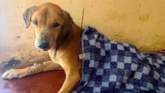 Dozens of dogs rescued and suspect arrested in Uganda after BBC investigation