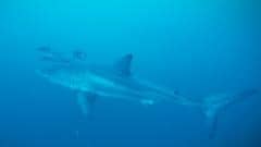Rare footage captured of Great White shark in Mediterranean Sea