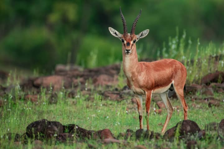 Majestic antelope with antlers standing in a lush green field, showcasing wildlife beauty.