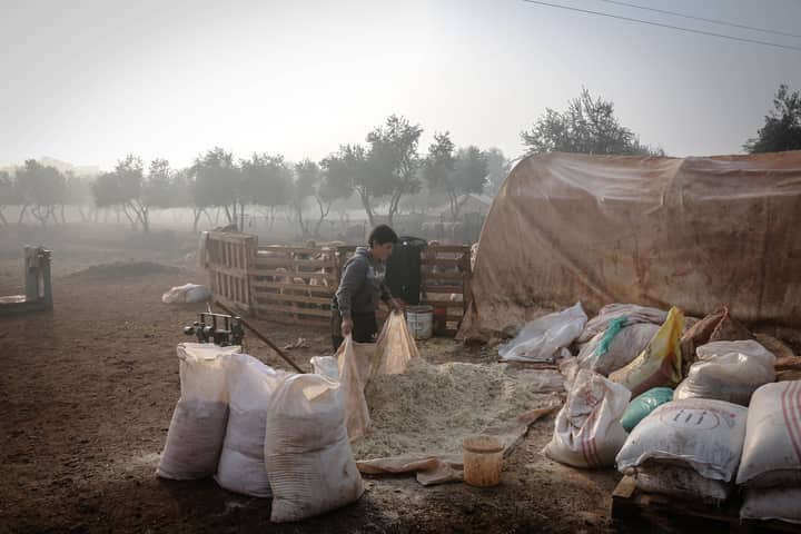 A person working on a farm in Idlib, Syria, surrounded by bags and olive trees at dawn.