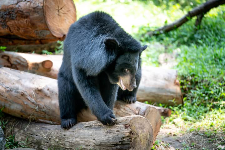 Asian black bear (Ursus thibetanus) standing on logs in a forest setting.