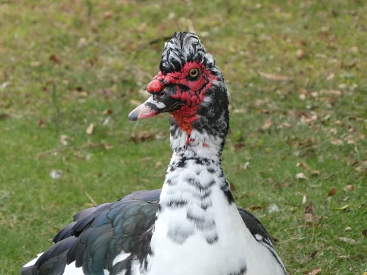 Detailed close-up of a Muscovy duck in Oropesa del Mar, Spain.