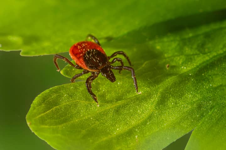 A detailed macro shot of a tick on a green leaf, showcasing nature's tiny details.