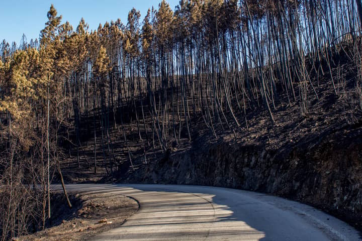 Winding road through a forest landscape after a wildfire, showing burnt trees and a clear sky.