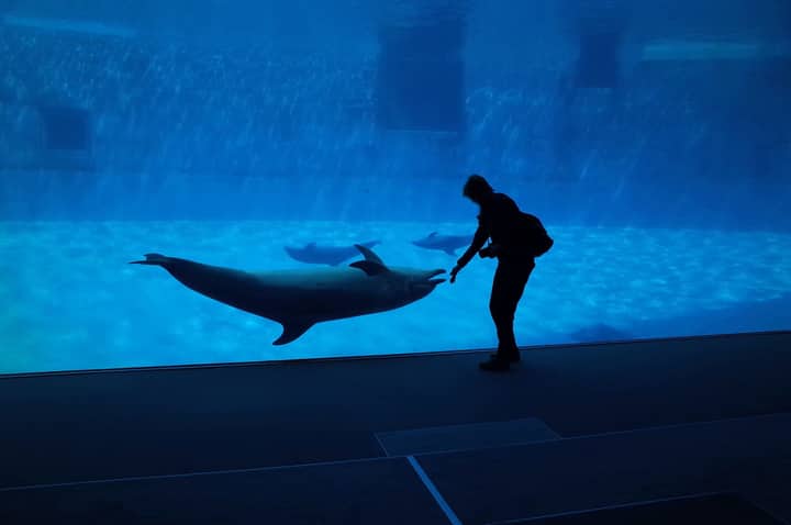A person interacts with dolphins at an aquarium in Nagoya, Japan. Captivating underwater scene.
