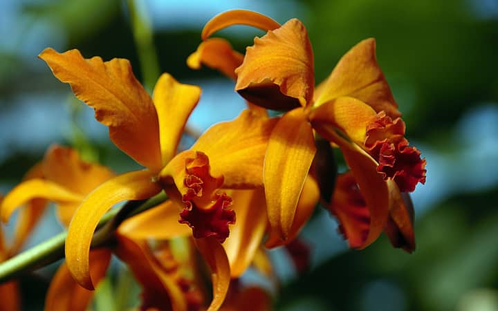 Close-up of vibrant orange orchids with delicate petals showcasing intricate detail and vivid colors.