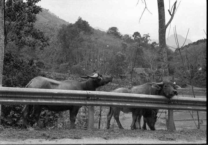 Grayscale photo of water buffaloes near a rural mountain road.