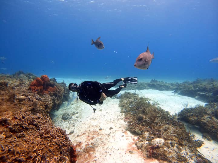 Scuba diver swims among colorful coral reefs and fish in Cozumel, Mexico's vibrant underwater world.