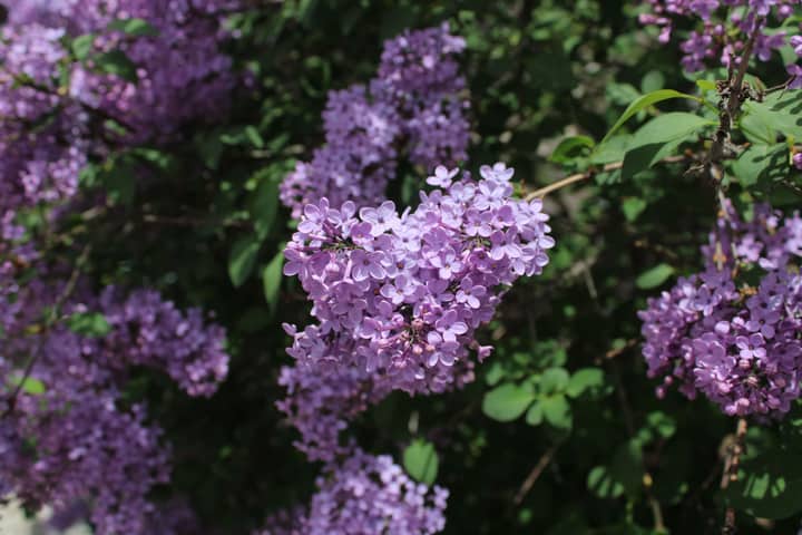 A vibrant and detailed close-up of blooming purple lilac flowers in sunlight.