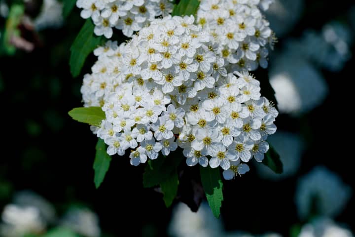 Close-up of vibrant white Reeve's spiraea blooming outdoors.