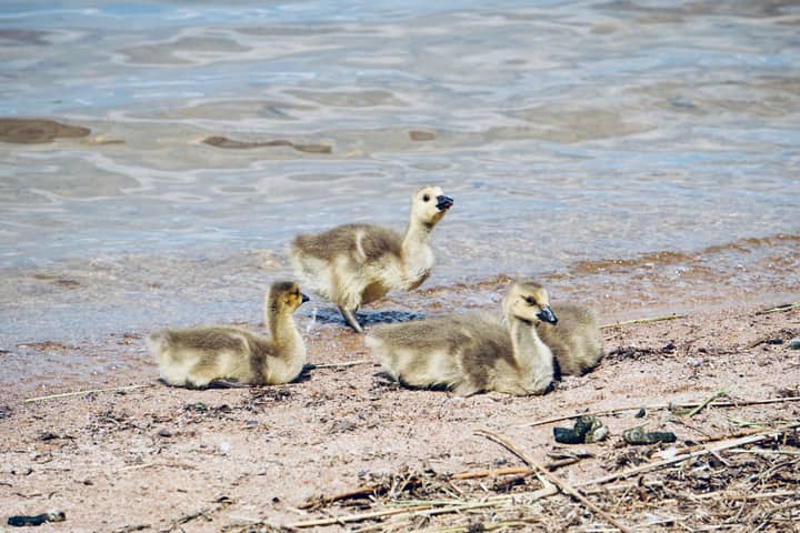 Cute goslings resting by a lakeshore in Lappeenranta, Finland, showcasing nature's beauty.