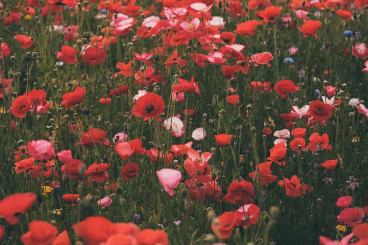 A lush field of vibrant red poppies blooming under clear skies, capturing the essence of spring.