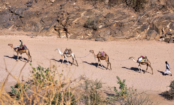 A traditional camel caravan traversing the rugged desert landscape of Eritrea under the bright sun.