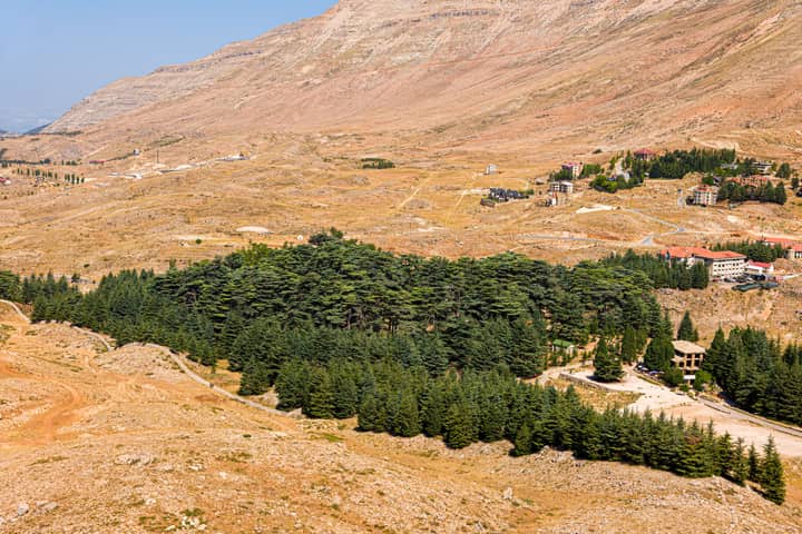 Aerial shot capturing a barren landscape with a lush forest cluster surrounded by arid terrain.