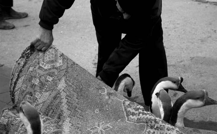 Geese being transported inside a rolled carpet in a monochrome setting.