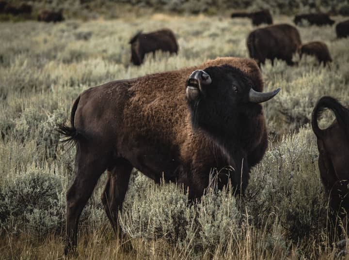 Wild bison grazing in Yellowstone National Park showcasing natural beauty and wildlife.