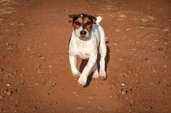 A lively Jack Russell Terrier energetically runs on a dirt path, showcasing its spirited nature.