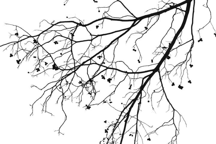 Artistic silhouette of bare tree branches against a pristine white sky, highlighting nature's intricate designs.